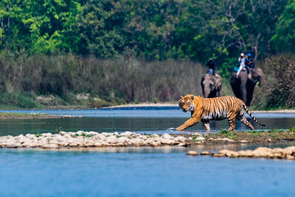 Tigers-Tharu Home Resort