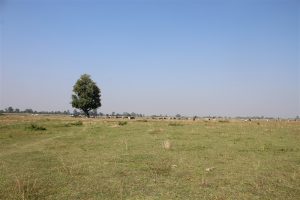 Tharu Home Resort, Bardia
